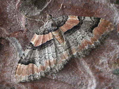 Catarhoe rubidata