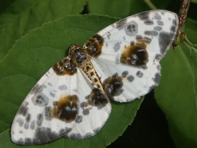 Abraxas (Calospilos) sylvata