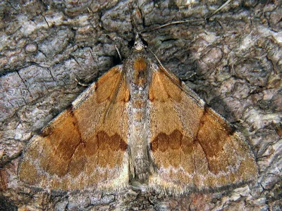 Pennithera firmata