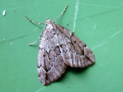 Thera juniperata