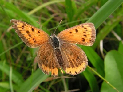 Lycaena (Thersamolycaena) dispar