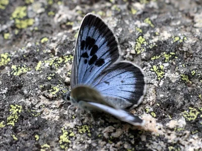 Phengaris arion