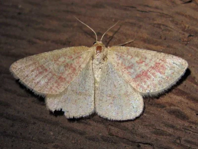 Aplasta ononaria