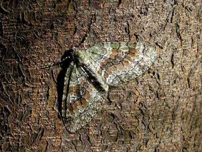Nothocasis sertata