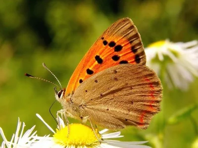 Lycaena (Lycaena) phlaeas