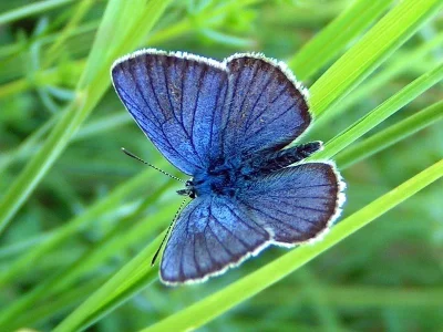Cyaniris semiargus