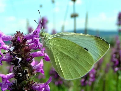 Pieris (Pieris) brassicae