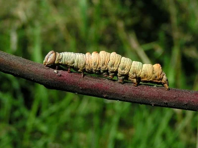 Notodonta dromedarius