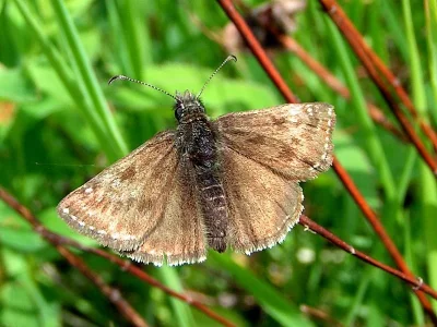 Erynnis tages