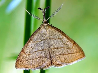 Polypogon tentacularia