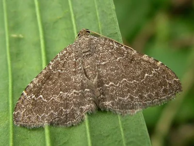 Cataclysme riguata