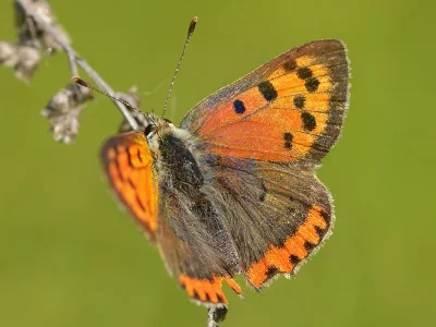 Lycaena (Lycaena) phlaeas