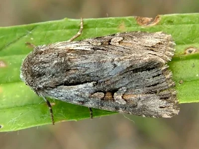 Chloantha hyperici