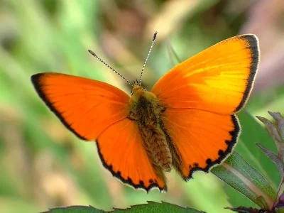 Lycaena (Heodes) virgaureae
