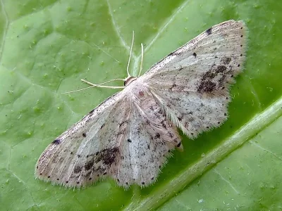 Idaea dimidiata