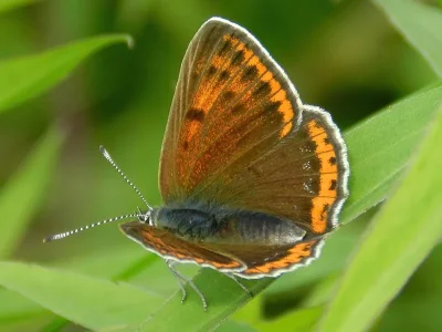 Lycaena (Heodes) hippothoe