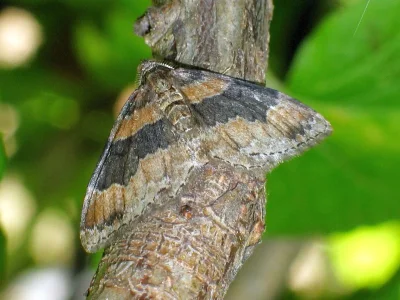 Xanthorhoe ferrugata