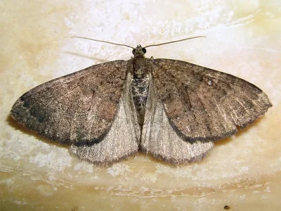 Larentia malvata