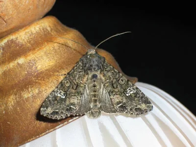 Mamestra brassicae