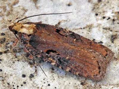 Agonopterix liturosa