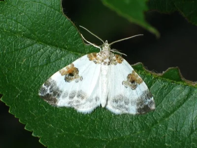 Plemyria rubiginata