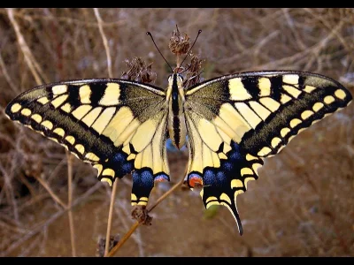 Papilio (Papilio) machaon