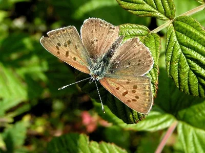 Lycaena (Heodes) tityrus