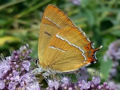 Thecla betulae