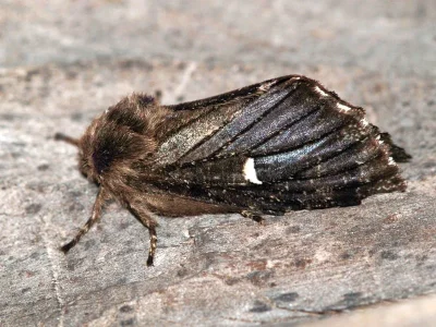 Cosmotriche lobulina