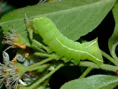 Amphipyra (Amphipyra) pyramidea