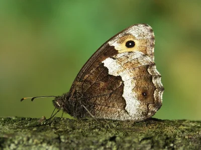 Hipparchia (Hipparchia) alcyone