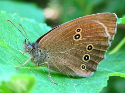 Aphantopus hyperantus