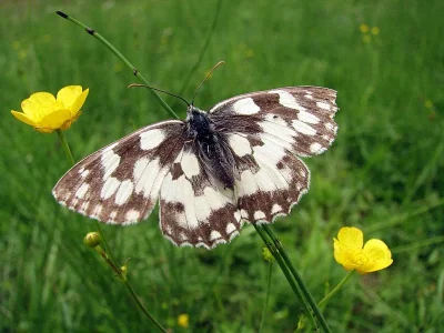 Melanargia (Melanargia) galathea