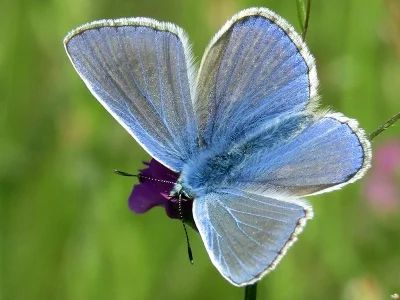 Polyommatus (Polyommatus) icarus
