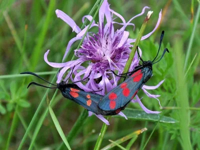 Zygaena (Zygaena) filipendulae