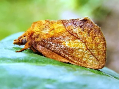 Euthrix potatoria