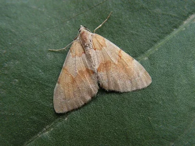 Pennithera firmata