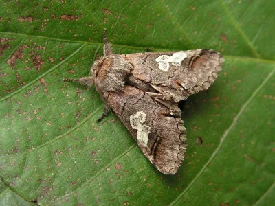 Diloba caeruleocephala