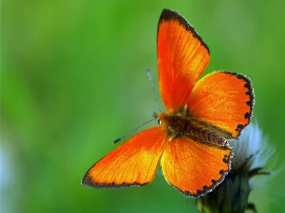 Lycaena (Heodes) virgaureae