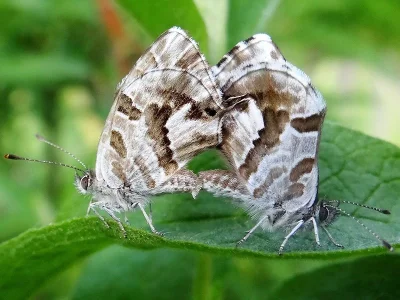Cacyreus marshalli
