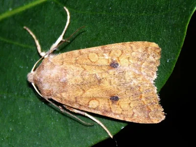 Agrochola (Sunira) circellaris