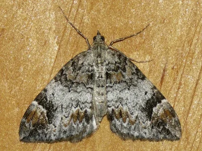 Dysstroma truncata