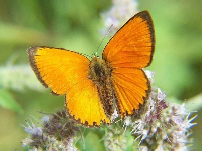 Lycaena (Heodes) virgaureae