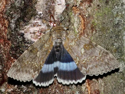 Catocala fraxini