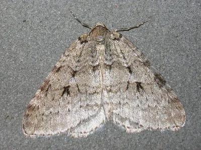 Epirrita autumnata