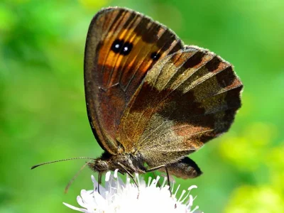 Erebia aethiops
