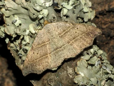 Laspeyria flexula