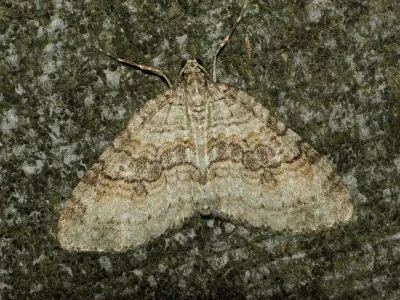 Nothocasis sertata