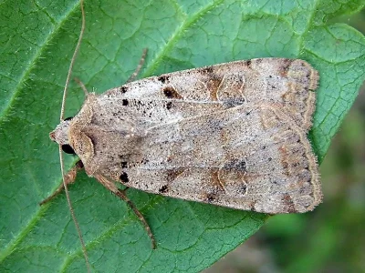 Eugnorisma (Metagnorisma) depuncta