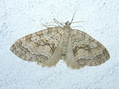 Nothocasis sertata